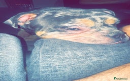 Olde English Bulldogge dogs for sale: Dog looking for a new home - Image 3