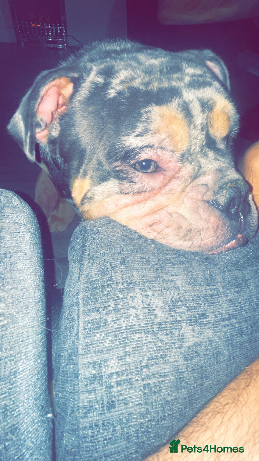 Olde English Bulldogge dogs for sale: Dog looking for a new home - Image 3