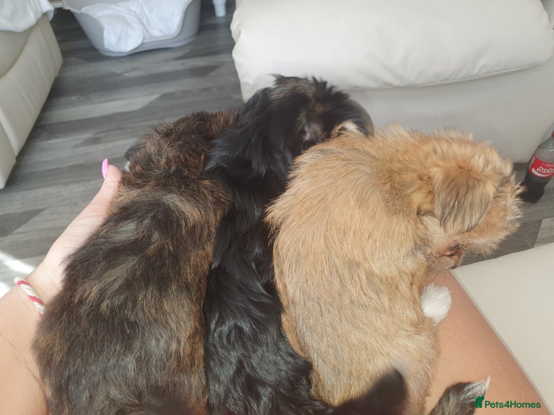 Morkie dogs for sale: Morkie puppies ready to leave  - Image 7