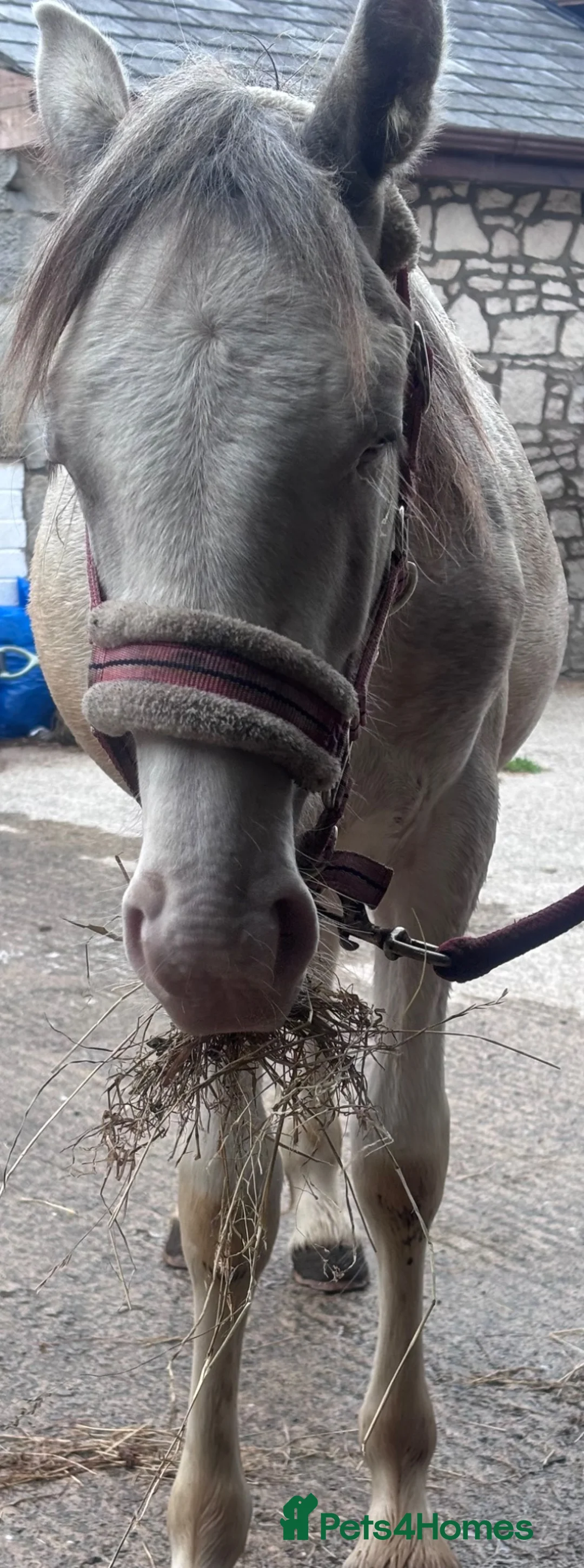 Other Breed horses for sale: Ollie  in Lancaster - Advert 2