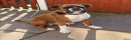 Boxer dogs for stud: Boxer dog for stud  - Advert 3