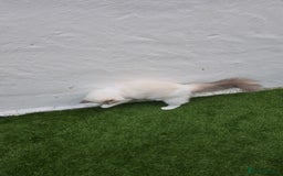 Ragdoll cats for sale: Ragdoll Male - Image 2