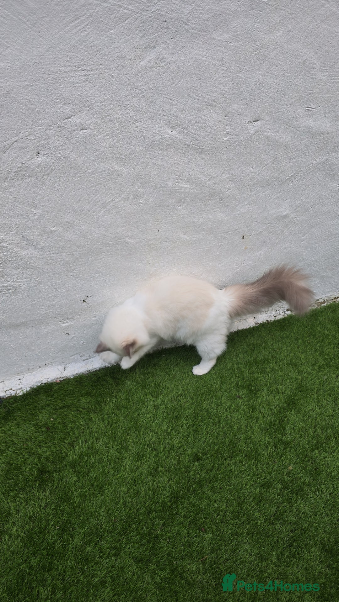 Ragdoll cats for sale: Ragdoll Male - Image 2