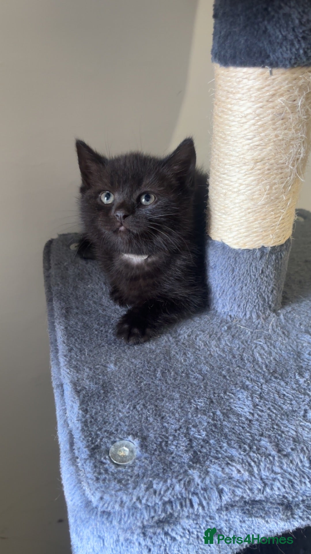 Mixed Breed cats 1 LEFT British shorthair x kittens - Advert 8
