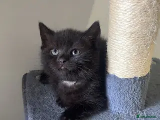 Mixed Breed cats 1 LEFT British shorthair x kittens - Advert 8