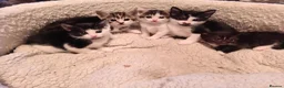 Mixed Breed cats for sale: Mixed litter of kittens  in Wigan - Advert 2