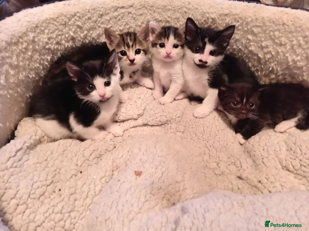 Mixed Breed cats for sale: Mixed litter of kittens  in Wigan - Advert 2