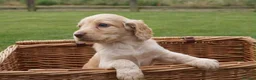 Cocker Spaniel dogs for sale:  Cocker spaniel puppies for sale  - Advert 1
