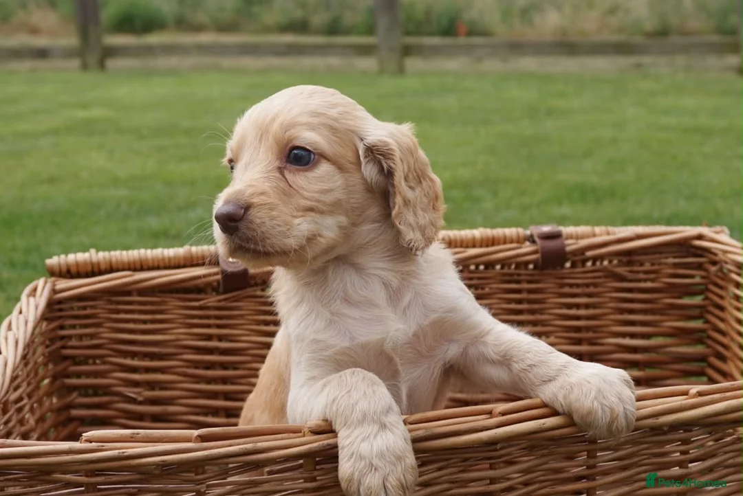Cocker Spaniel dogs for sale:  Cocker spaniel puppies for sale  - Advert 1
