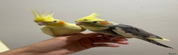 Cockatiels birds for sale: Beautiful Cockatiels for sale  - Advert 2