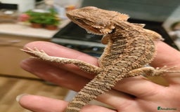 Bearded Dragon reptiles for sale: Baby bearded dragons for sale - Image 5