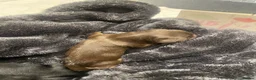 Cocker Spaniel dogs for sale: Beautiful Cocker Spaniel Puppies  - Advert 24