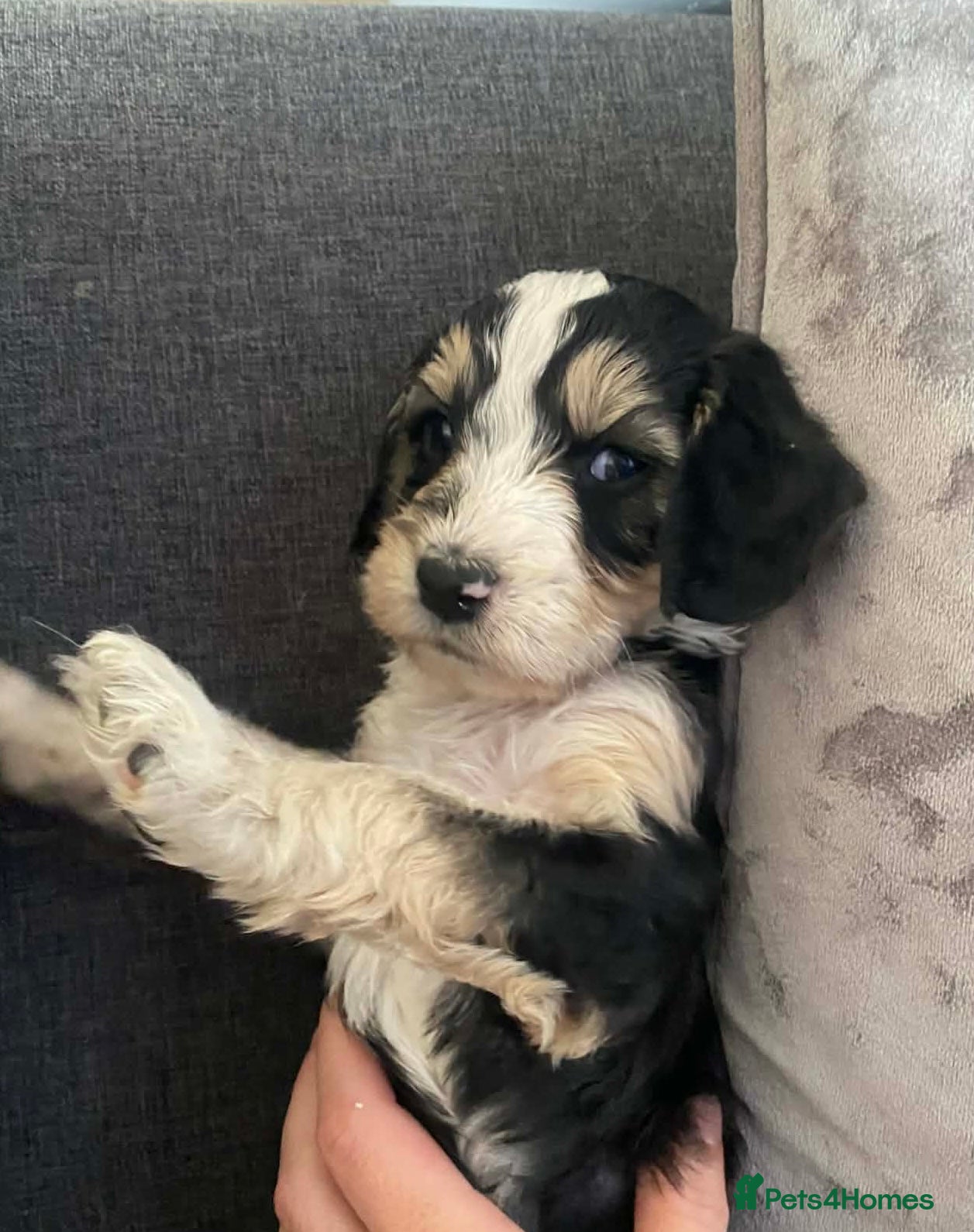 Sproodle dogs 1girl&3 boy sproodles ready from the 24th April💙 - Advert 6