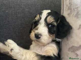 Sproodle dogs 1girl&3 boy sproodles ready from the 24th April💙 - Advert 6