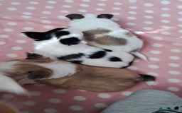 Chihuahua dogs for sale: Long Coat Chihuahua puppies - Image 15
