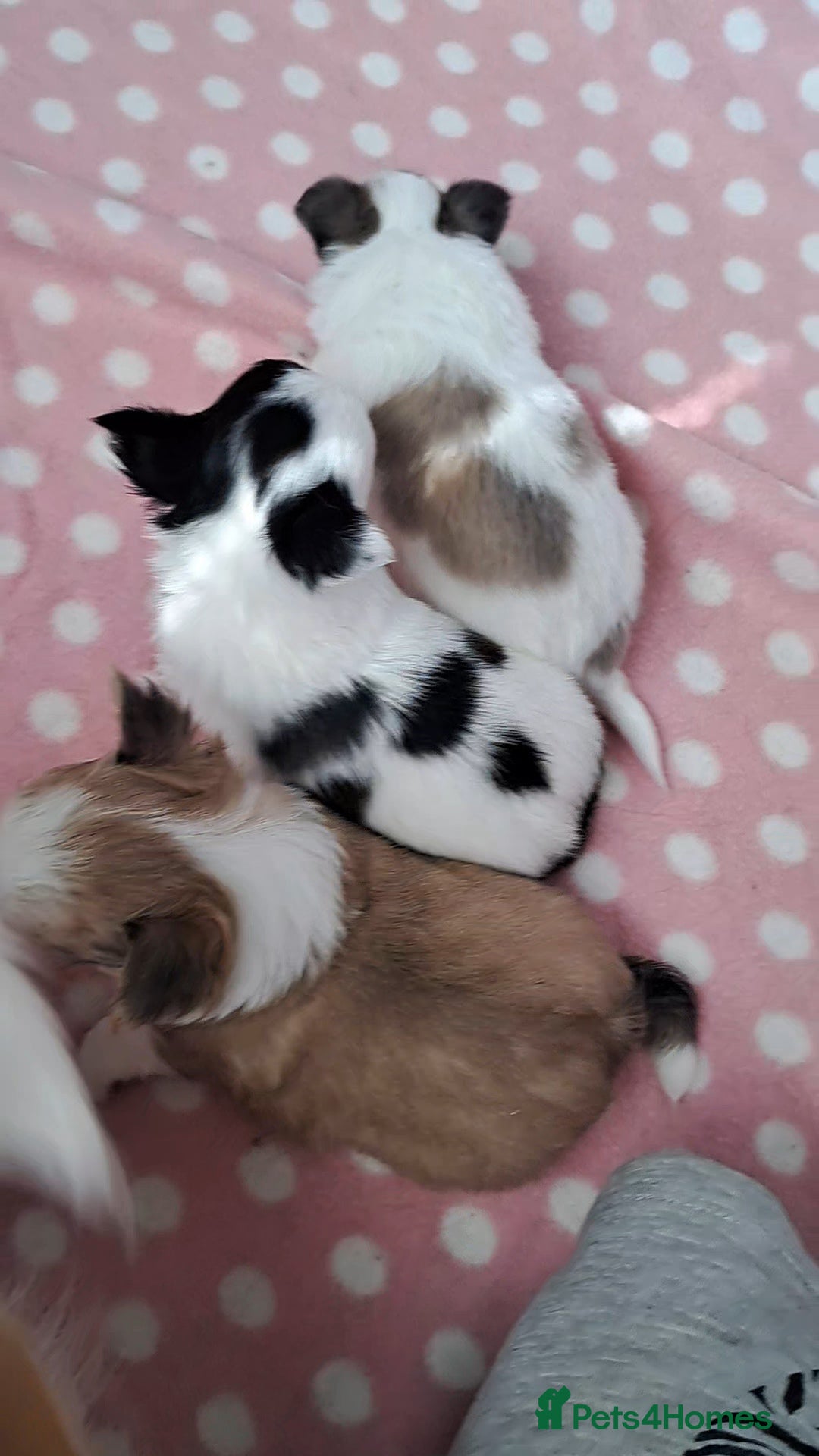 Chihuahua dogs for sale: Long Coat Chihuahua puppies - Image 15