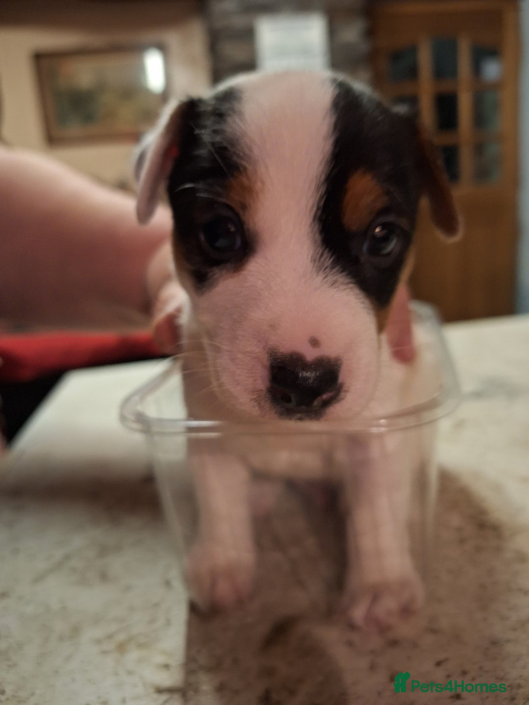 Jack Russell dogs for sale: Jack Russell Puppies  - Advert 3