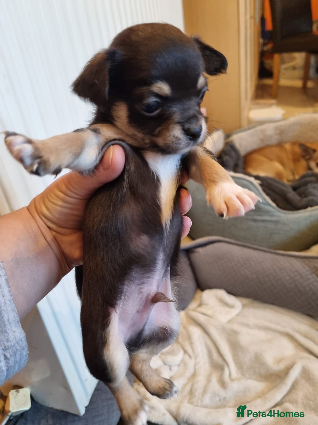 Chihuahua dogs for sale: Chihuahua Puppies For Sale - Advert 18