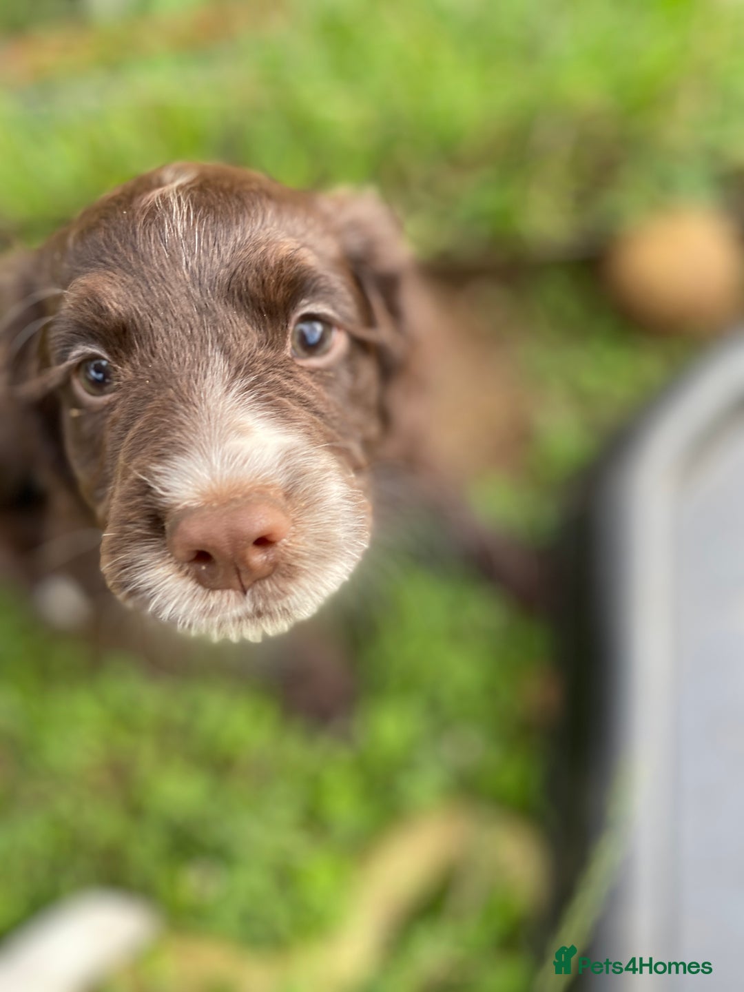 Sprocker dogs for sale: Beautiful F1 Sprocker Spaniel Puppies. in King's Lynn - Image 12