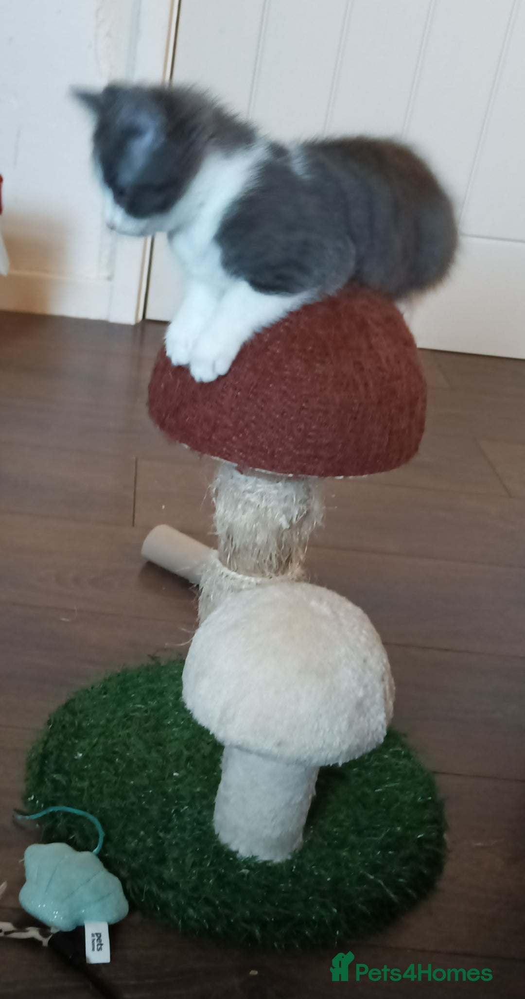 Mixed Breed cats for sale: £150 for the pair of kittens - Image 4