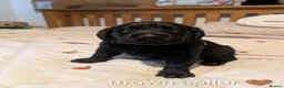 Labrador Retriever dogs for sale: Labrador puppies  in Beccles - Advert 3