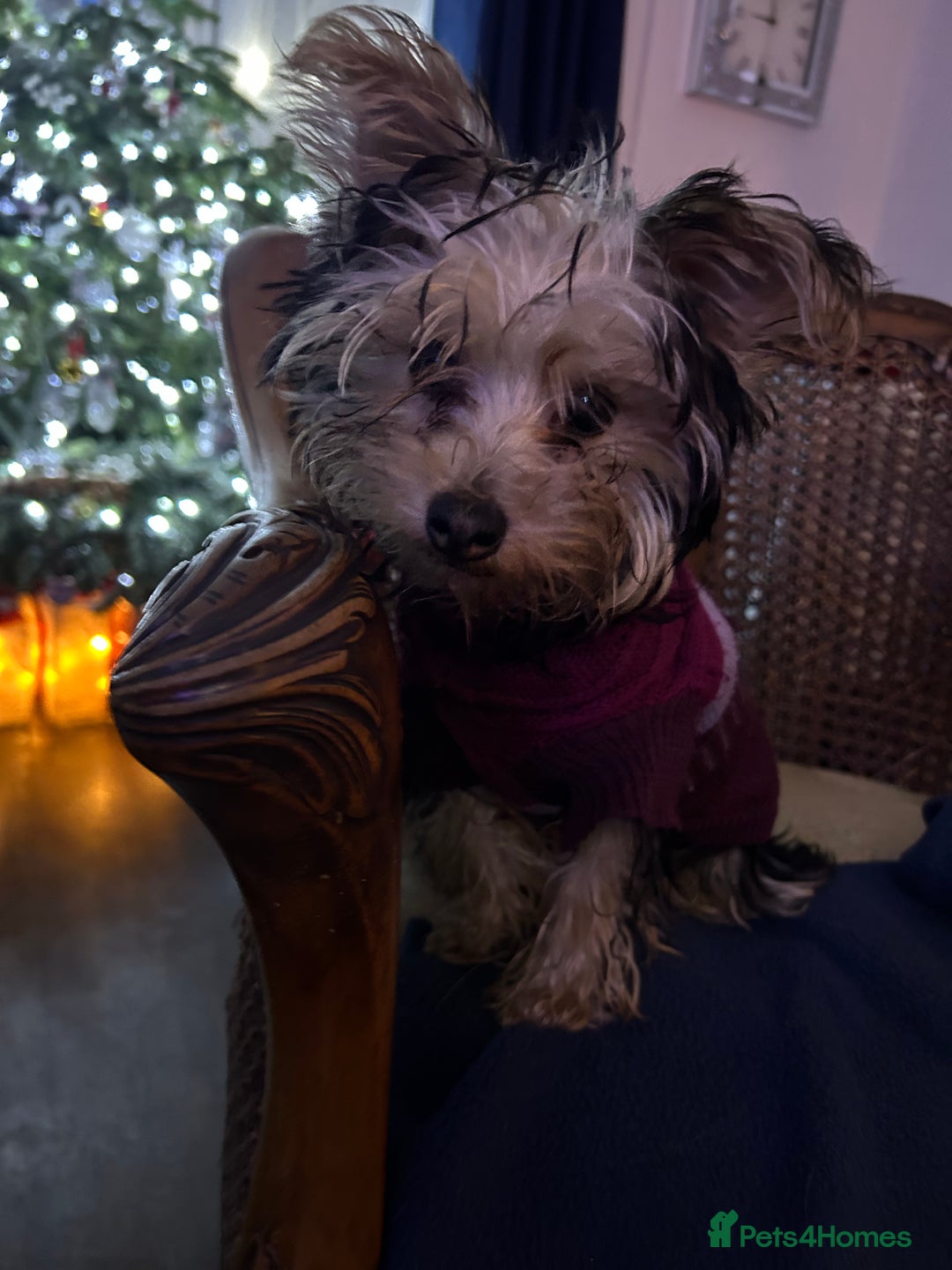 Yorkshire Terrier dogs for sale: Yorkshire terriers 1 boy 3 girls - Advert 11