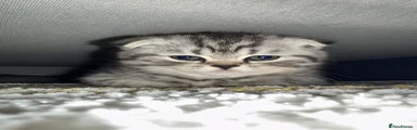 Scottish Fold Kitten 3