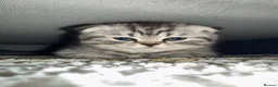 Scottish Fold cats for sale: Adorable Scottish fold kittens for sale🐾 - Advert 15