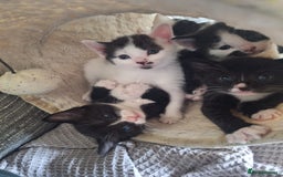British Shorthair cats for sale: 6 Kittens - Image 2