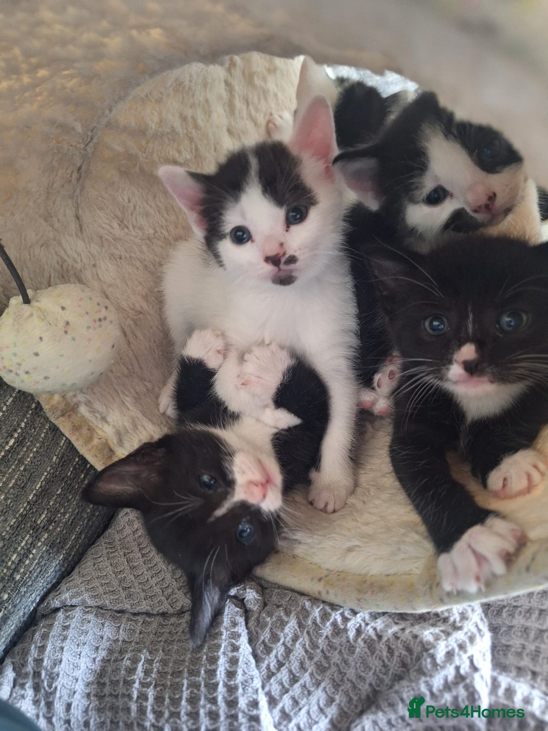 British Shorthair cats for sale: 6 Kittens - Image 2