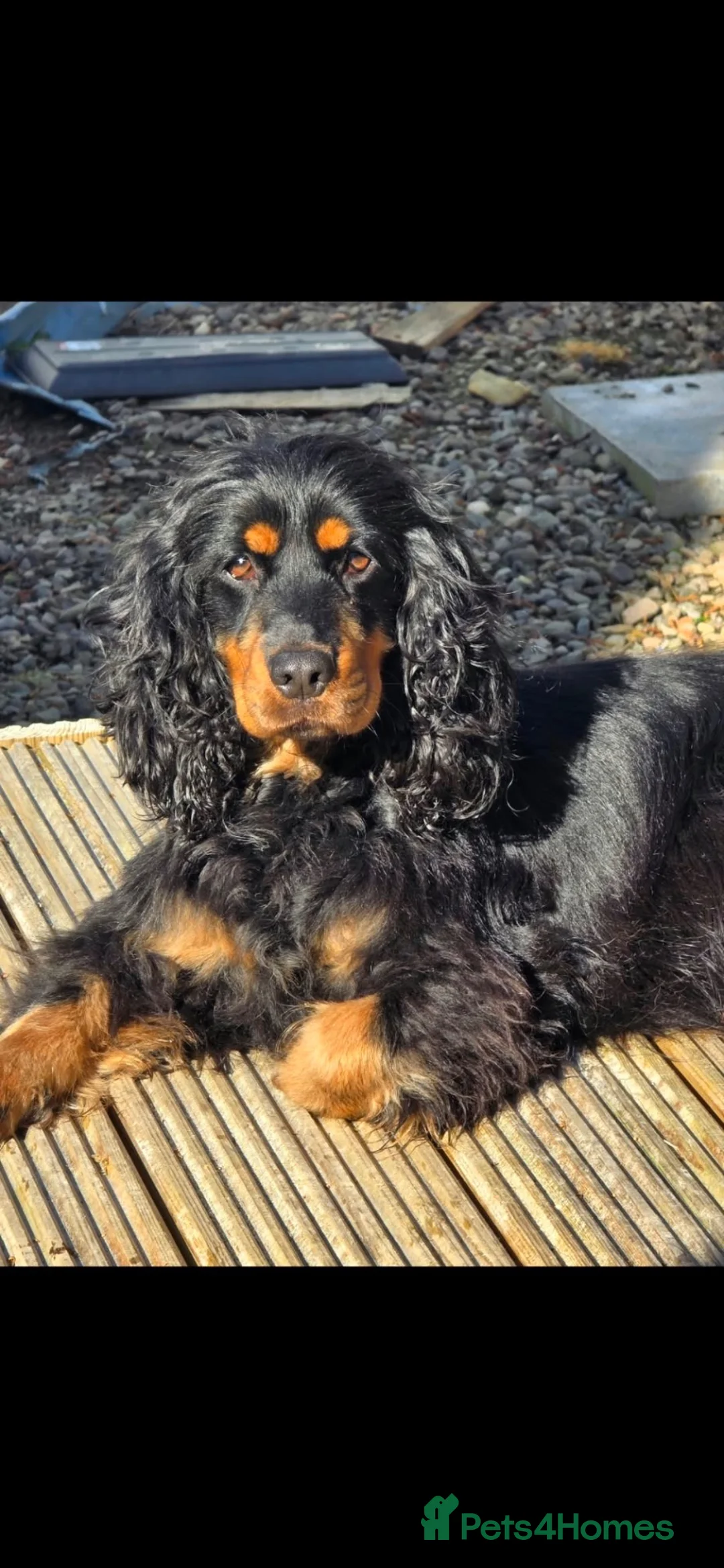 Cocker Spaniel dogs for sale: Cocker spaniel pups  - Advert 1