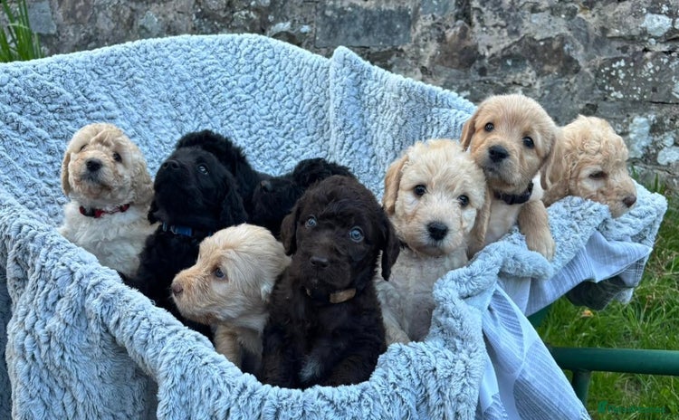 Labradoodle dogs - Advert 1