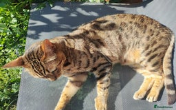Bengal cats for sale: 🐆 Stunning TICA Registered Bengals Available 🐾 - Image 12