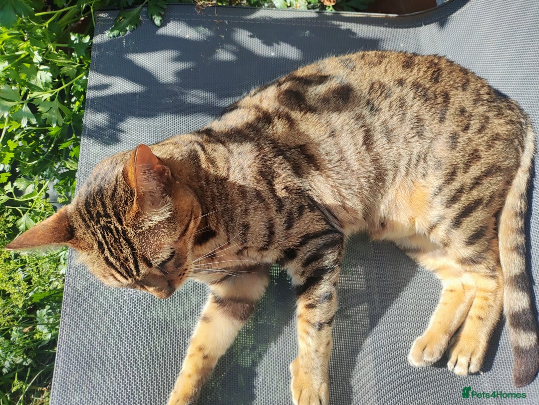 Bengal cats for sale: 🐆 Stunning TICA Registered Bengals Available 🐾 - Image 12