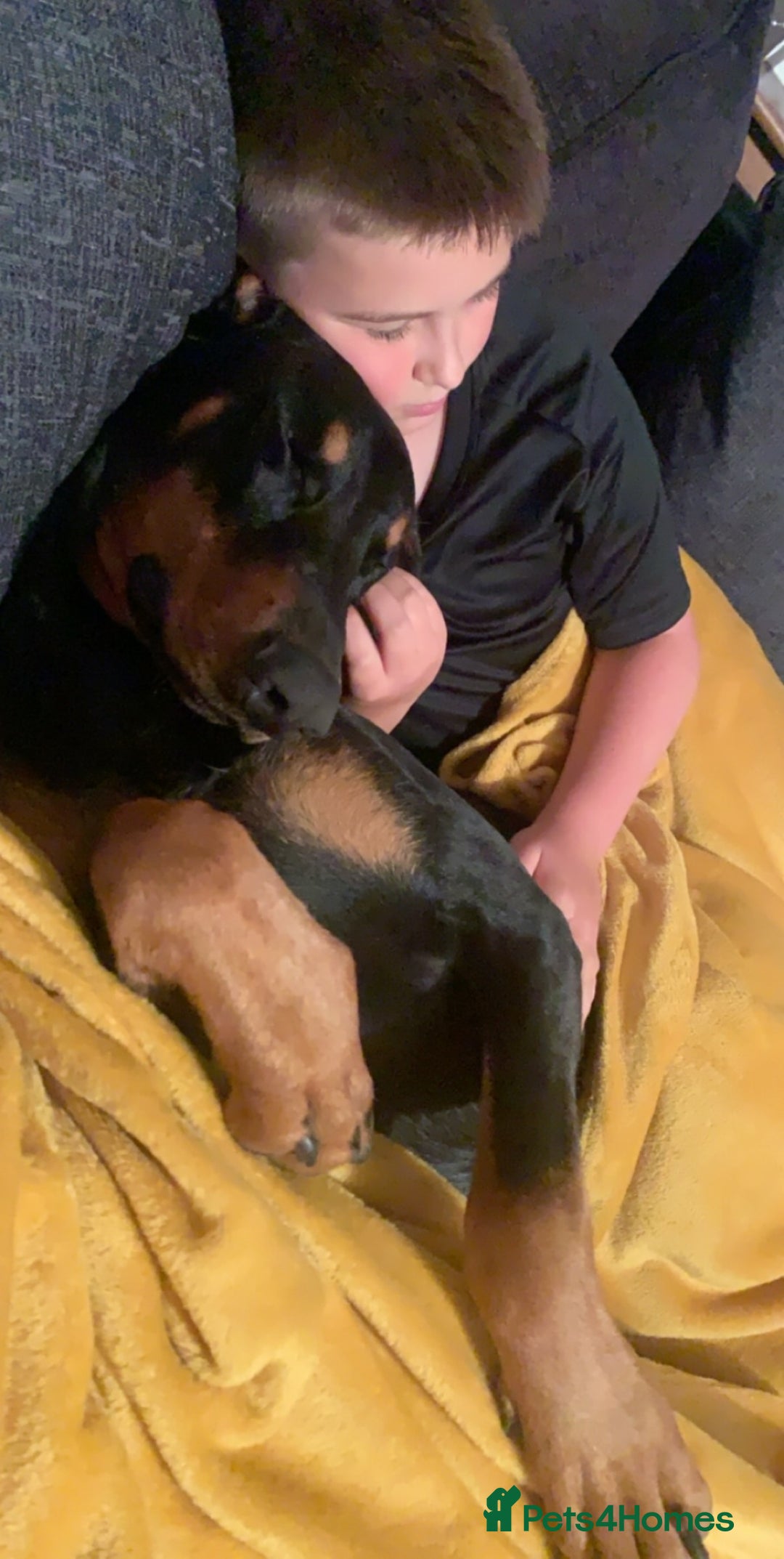 Dobermann dogs for sale: Wonderful Doberman for unfortunate adoption  - Advert 18