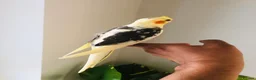 Cockatiels birds for sale: Beautiful hand tamed cockatiels for sale. - Advert 10