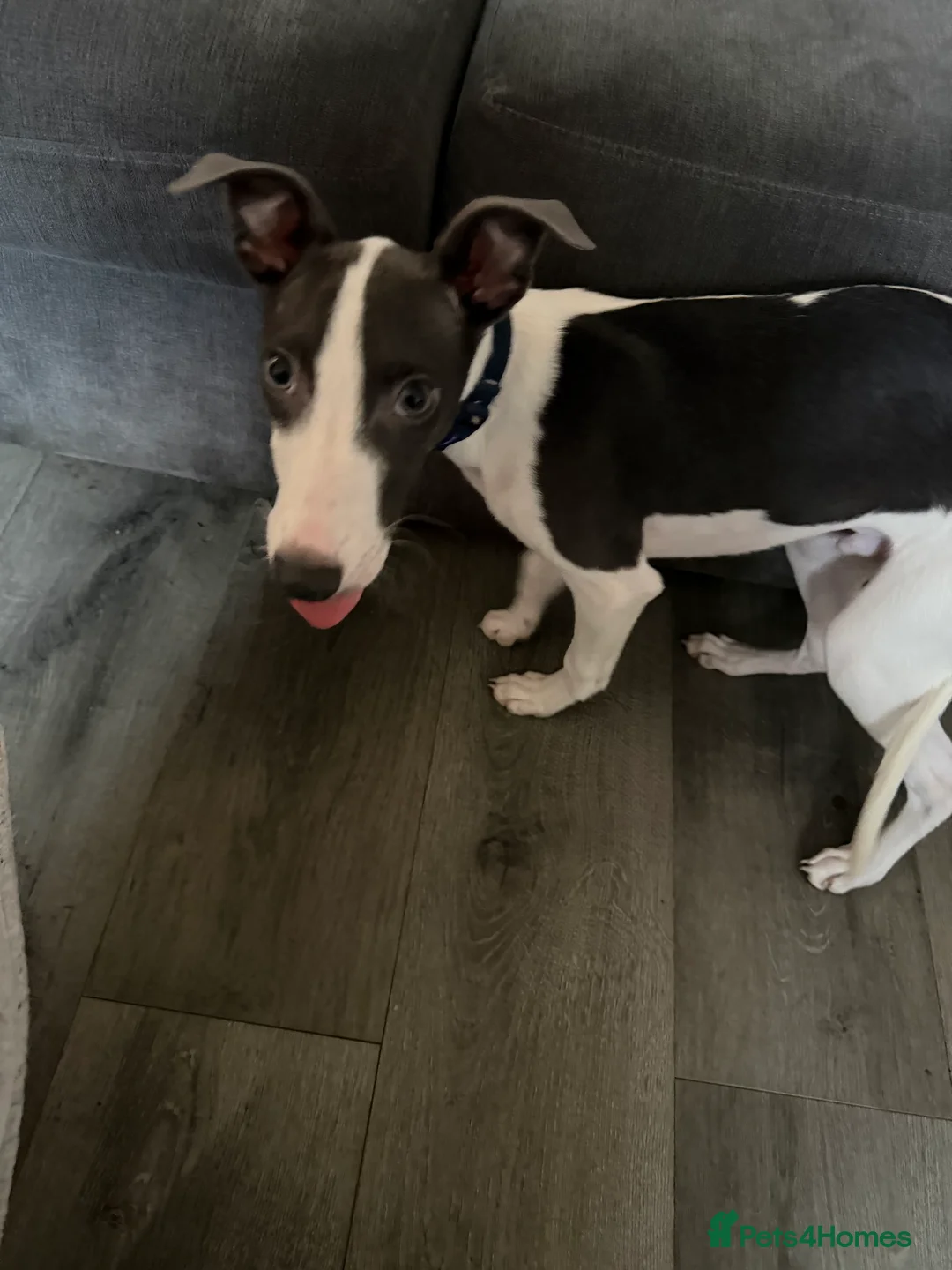 Whippet dogs for sale: Miniature Blue Italian Whippet – 20 Weeks Old £500 - Advert 6