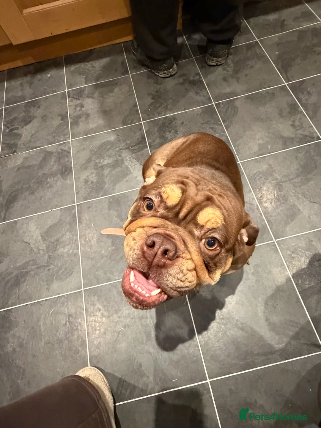 English Bulldog dogs for sale: Beautiful chocolate brown English bulldog  - Advert 4