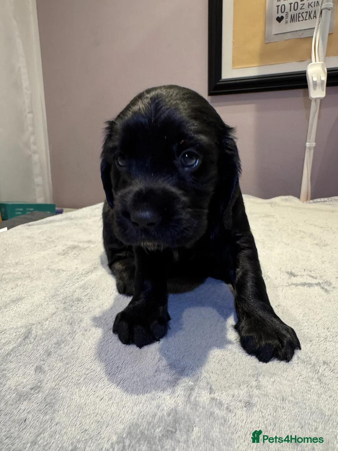 Cocker Spaniel dogs for sale: Adorable cocker spaniel puppies - Advert 16