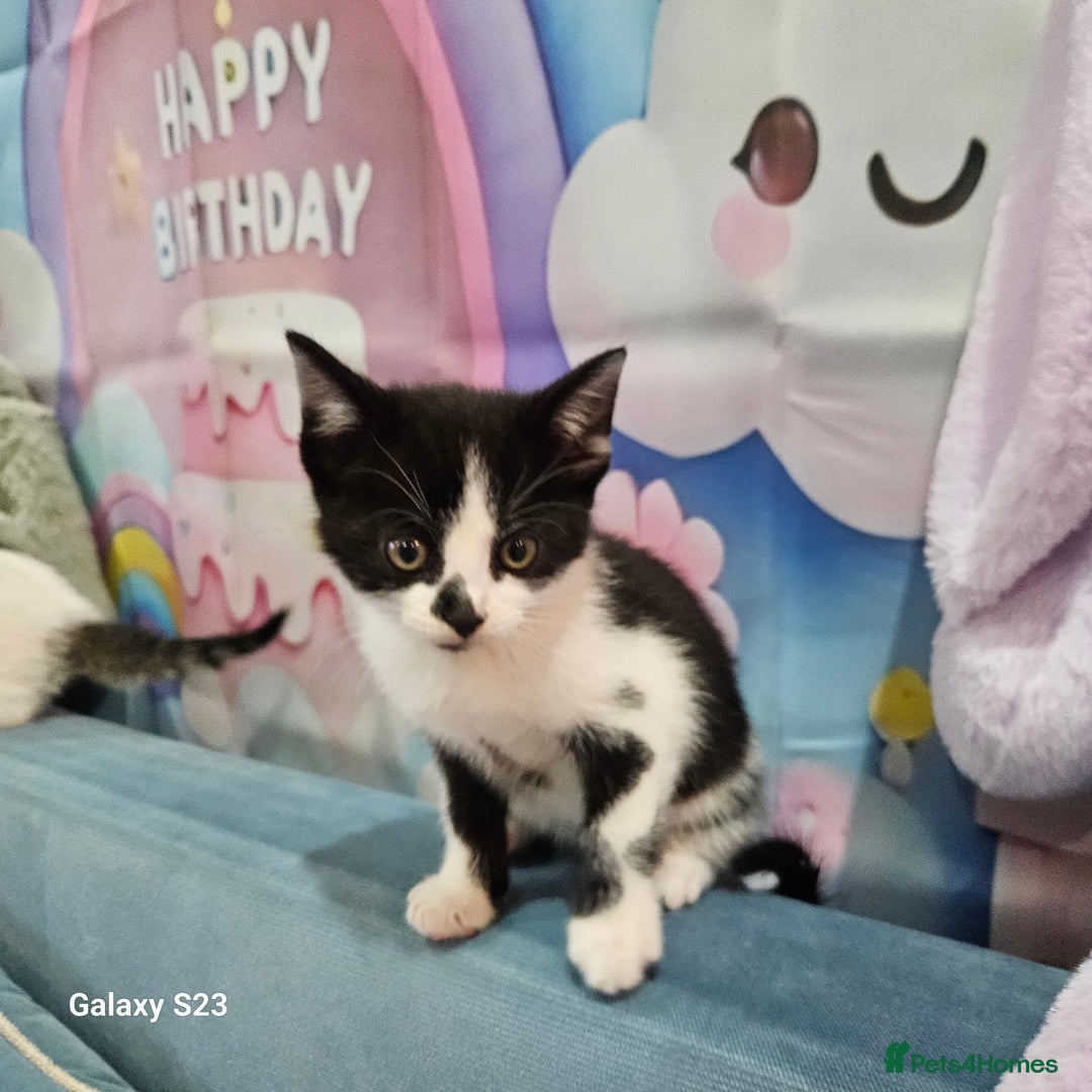 European cats for sale: 5 European Kittens for sale.  - Image 9