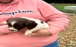 English Springer Spaniel dogs for sale: Springer spaniel puppies - Image 4