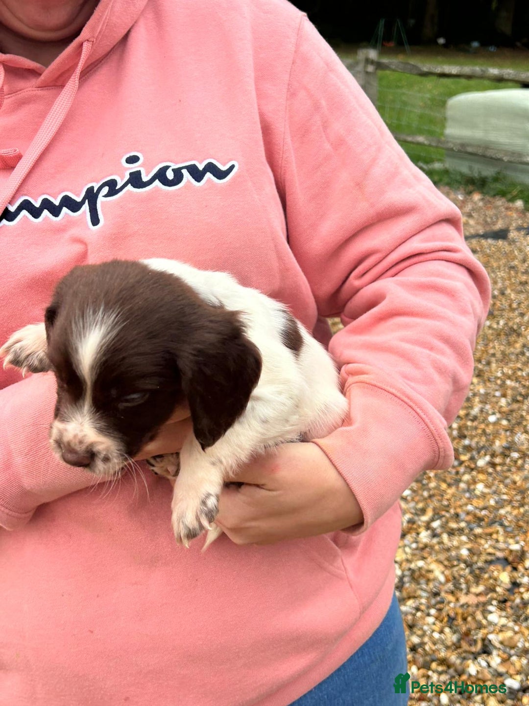 English Springer Spaniel dogs for sale: Springer spaniel puppies - Image 4