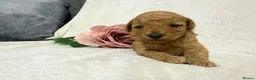 Toy Poodle dogs for sale: Stunning toy poodle puppies  - Advert 18