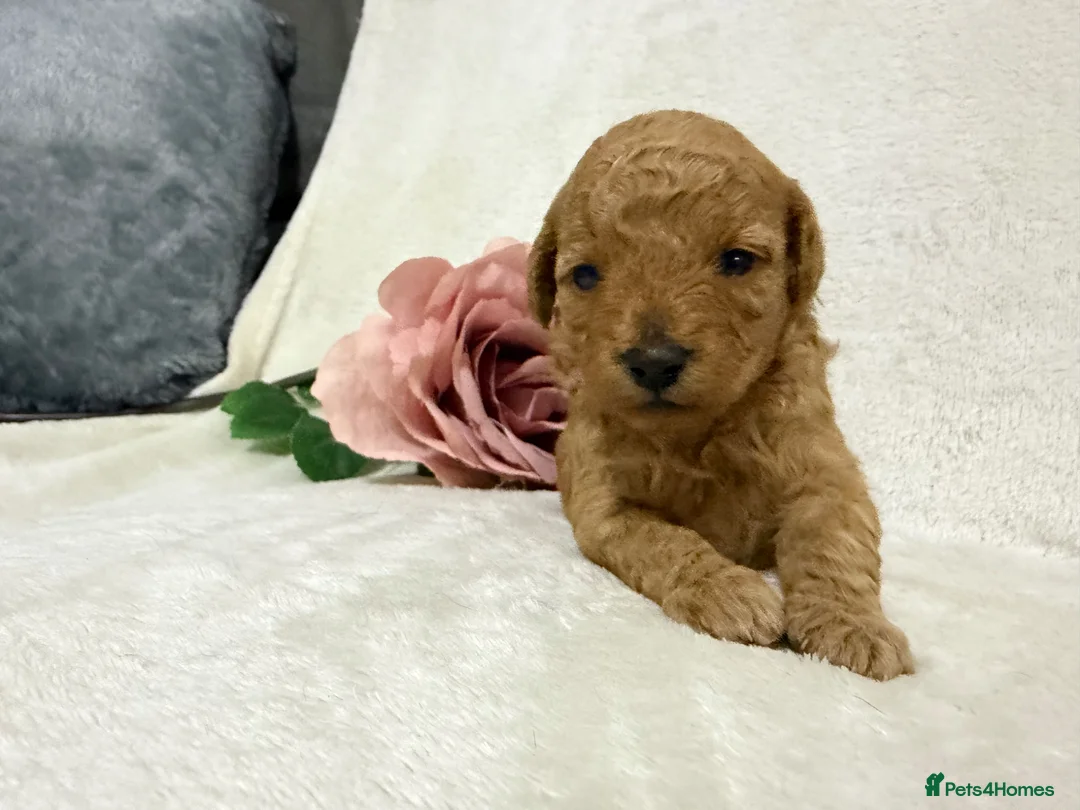 Toy Poodle dogs for sale: Stunning toy poodle puppies  - Advert 18