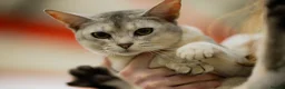 Abyssinian cats for sale: Terrific Toulouse - Advert 8