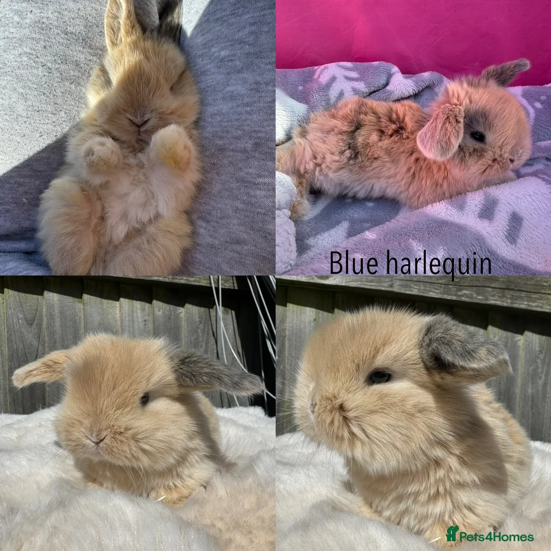 Mini Lop rabbits for sale: Pure mini Lops  - Advert 2