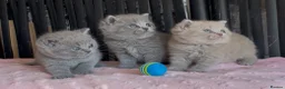 British Shorthair cats for sale: Beautiful Pedigree BSH kittens for sale  - Advert 7