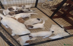 Jack Russell dogs for sale: Beautiful jack Russell puppies  - Image 19