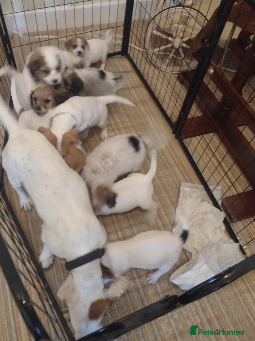 Jack Russell dogs for sale: Beautiful jack Russell puppies  - Image 19