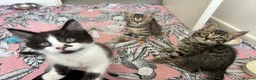 Mixed Breed cats for sale: Kittens looking for homes  - Advert 9